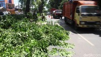 Pemangkasan ini sedikit memakan ruas jalan Bekasi Timur Raya. Sedikit terjadi kemacetan karena adanya pemangkasan pohon ini.