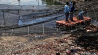 Menurut Dinas SDA DKI, pencopotan waring dilakukan karena Kali Item bakal diturap.