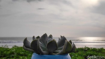 Foto dengan jarak dekat yang menghasilkan bokeh pada latar belakang foto. (Foto: detikINET/Josina)