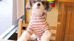 Gemas! Pose Tinkerbelle, Selebgram Anjing Imut yang Hobi Makan dan Ngemil