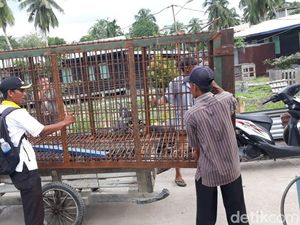 Harimau yang Terjebak di Ruko akan Dibawa ke Sumbar