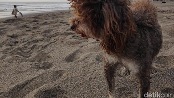 (Foto: detikINET/Josina)