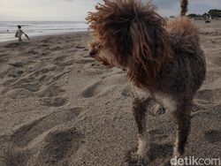 Menjajal Kamera Xiaomi Pocophone F1 di Pulau Dewata