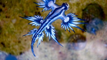 Glaucus Atlanticus adalah spesies siput yang sering dijuluki malaikat biru. Bentuk hewan ini sungguh unik, mirip alien dan hanya ditemukan di pantai Afrika Selatan serta Australia. Di balik keindahannya, binatang ini gemar memakan racun dari binatang lain yang ia gunakan untuk berburu. Foto: istimewa