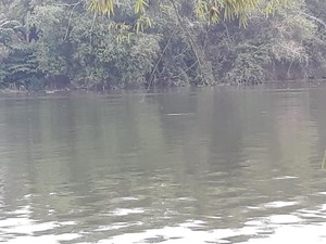 Penampakan Buaya di Bengawan Solo, Warga Diminta Tak Dekati Sungai