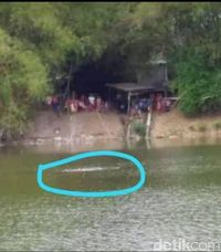 Ini Kata Warga yang Saksikan Penampakan Buaya di Bengawan Solo