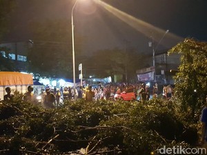 Pohon Tumbang di Semarang Timpa Motor yang Melintas