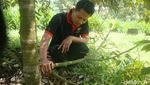 Foto: Pria Ini Ubah Tanah Angker Jadi Agrowisata di Banyumas