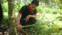 Tanah milik desa yang dahulunya terbengkalai dan dikenal angker oleh warga sekitar, kini berangsur-angsur menggeliat jadi agrowisata. Rasim merintis ini sejak tahun 2015. (Arbi/detikTravel)