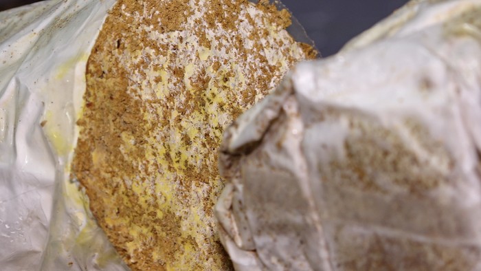 Mycotech di Bandung, Mengubah Jamur Menjadi Bahan Bangunan