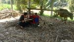 Foto: Pria Ini Ubah Tanah Angker Jadi Agrowisata di Banyumas