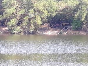 Ada Penampakan Buaya di Bengawan Solo, Ini Tindakan BKSDA