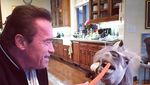 Suka Salad dan Makanan India, Ini Pose Arnold Schwarzenegger Saat Kulineran