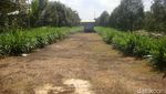 Foto: Pria Ini Ubah Tanah Angker Jadi Agrowisata di Banyumas