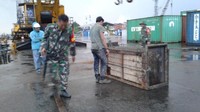 Harimau lalu dimasukkan ke dalam kandang evakuasi. Saat ini harimau Sumatera itu sudah berada di kandang evakuasi. Harimau liar ini berjenis kelamin jantan dengan perkiraan usia 3 tahun, kata Suharyono kepada detikcom, Sabtu (17/11/2018). (Foto: dok. BBKSDA Riau)