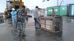 Detik-detik Mendebarkan Evakuasi Harimau Terjebak di Kolong Ruko
