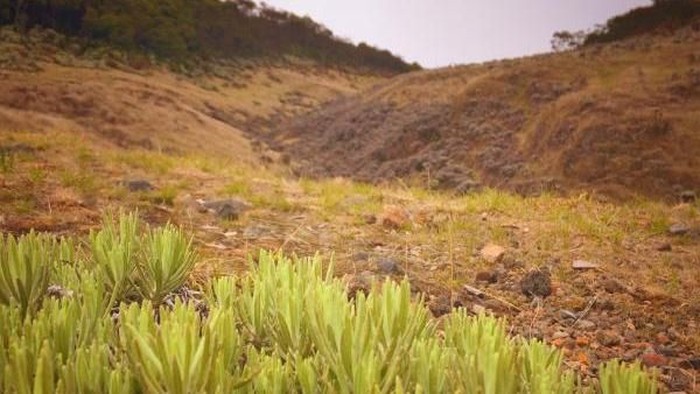 Surya kencana di Gunung Gede Pangrango