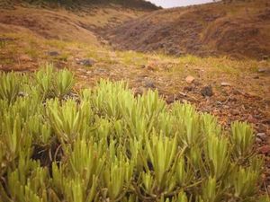 Oh, Indahnya Surya Kencana!
