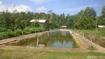 Foto: Pria Ini Ubah Tanah Angker Jadi Agrowisata di Banyumas