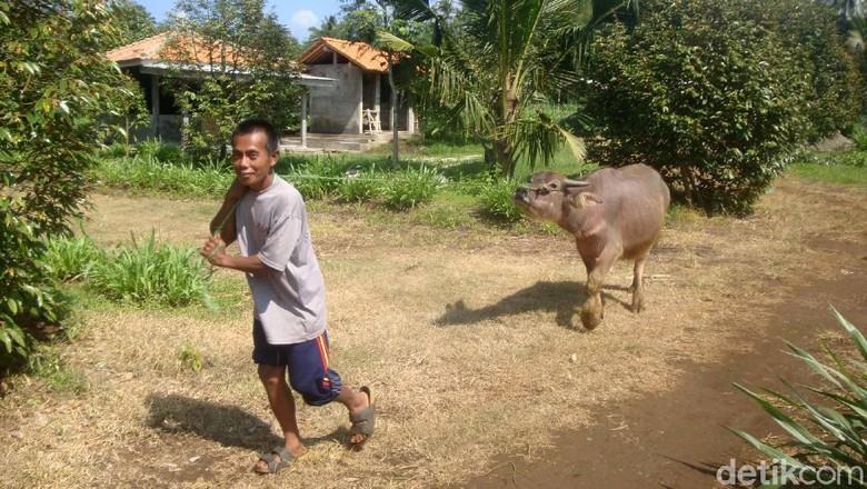 Agrowisata Desa Langgongsari (Arbi Anugrah/detikTravel) Agrowisata Desa Langgongsari (Arbi Anugrah/detikTravel)