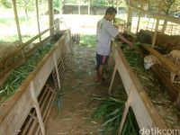 Wari, salah satu pengurus Agrowisata Bulak Barokah