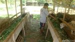 Foto: Pria Ini Ubah Tanah Angker Jadi Agrowisata di Banyumas