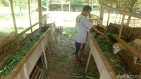 Adanya Agrowisata tersebut juga sangat membantu perekonomian masyarakat sekitar. Banyak anak-anak sekolah yang belajar mengenal jenis tanaman dan binatang, serta mahasiswa yang melakukan penelitian. (Arbi/detikTravel)