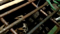 Tim Balai Besar Konservasi Sumber Daya Alam (BBKSDA) Riau awalnya menembak bius harimau itu. Harimau itu tertidur. Selanjutnya, tim membongkar fondasi ruko untuk proses pengangkatan harimau dari kolong ruko. (Foto: dok. BBKSDA Riau)