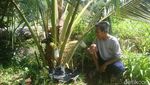 Foto: Pria Ini Ubah Tanah Angker Jadi Agrowisata di Banyumas