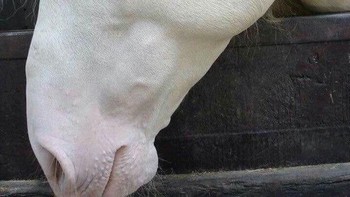 Kuda. (Foto: Brightside)