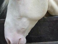 Potret Langka Hewan Albino yang Mengagumkan