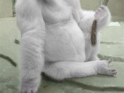 Potret Langka Hewan Albino yang Mengagumkan