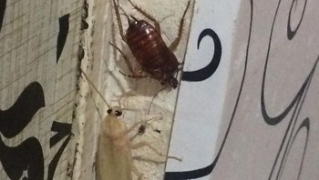 Kecoa. (Foto: Brightside)