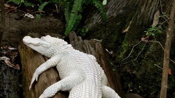 Buaya. (Foto: Brightside)