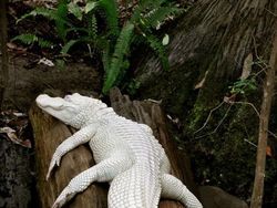 Potret Langka Hewan Albino yang Mengagumkan