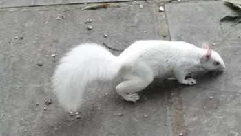 Tupai. (Foto: Brightside)