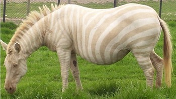 Zebra. (Foto: Brightside)