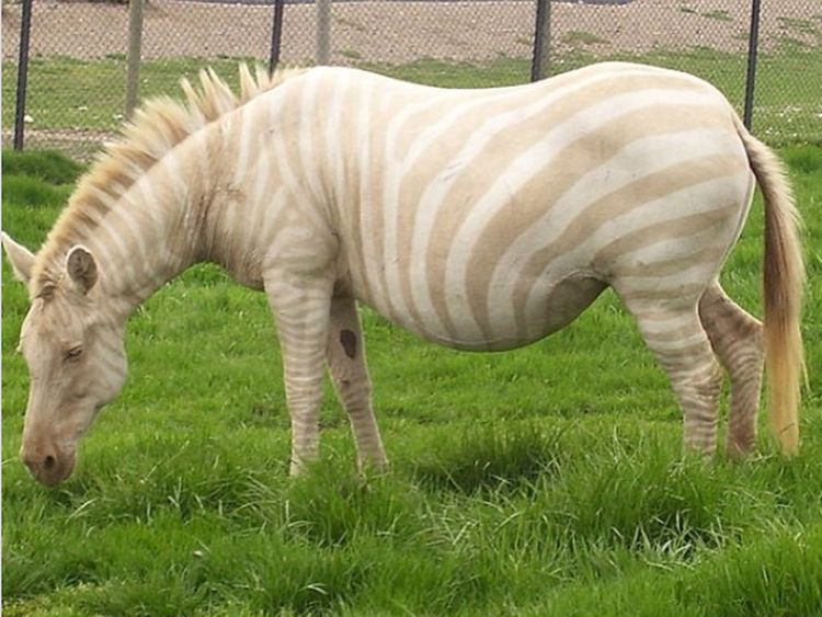 Potret Langka Hewan Albino yang Mengagumkan