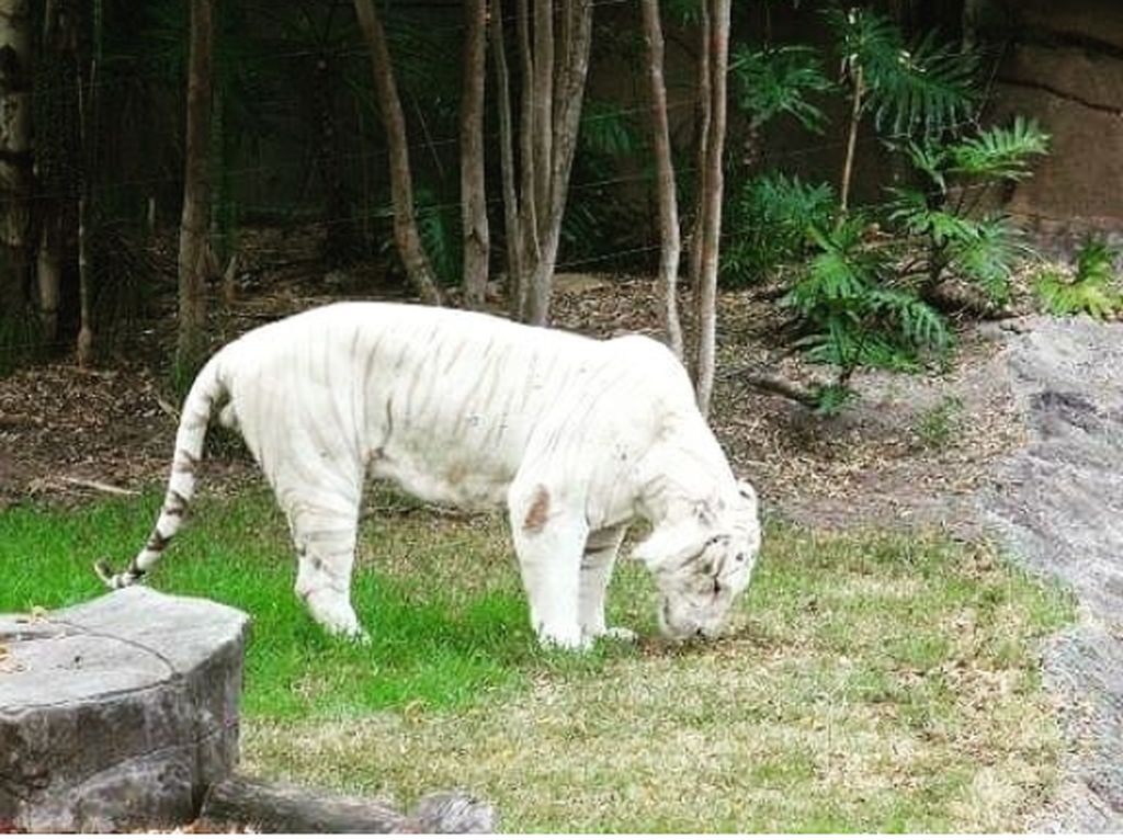 Unduh 4600 Koleksi Gambar Harimau Albino Terbaik HD