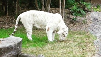 Harimau. (Foto: Brightside)