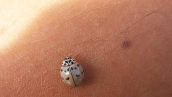 Kumbang. (Foto: Brightside)