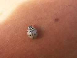 Potret Langka Hewan Albino yang Mengagumkan