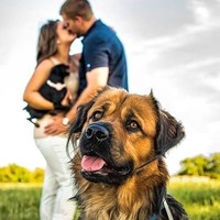 Tak heran jika para anjing kesayangan ikut serta saat foto prewedding hingga foto lamaran. Lucu ya? Foto: Pinterest