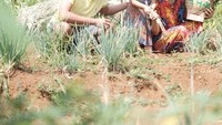 Bersama orangtuanya, Thalia memang kerap diajak ke sawah. Kali ini Thalia, Ruben dan Sarwendah lagi asyik panen sayuran di kebun.  Foto: instagram @thaliaputrionsu