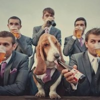 Tak hanya menjadi pengantin, anjing juga bisa jadi bridesmaid hingga bestmen. Lihat gaya anjing yang satu ini, gagahnya tak terkalahkan. Foto: Pinterest