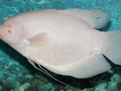 Potret Langka Hewan Albino yang Mengagumkan