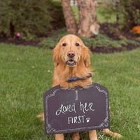 Anjing juga boleh kok posesif. Sebelum majikan wanita bertemu dengan calon suaminya, anjing ini sudah lebih dulu mencintai dengan sepenuh hati. Foto: Pinterest