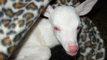 Kancil. (Foto: Brightside)