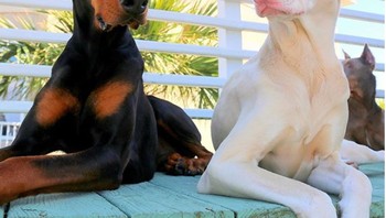 Anjing. (Foto: Brightside)