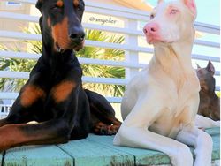 Potret Langka Hewan Albino yang Mengagumkan